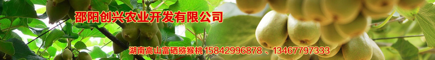 开云（中国）Kaiyun·官方网站 湘蕾金银花苗 优质猕猴桃苗 猕猴桃苗批发价格 湖南金银花苗 