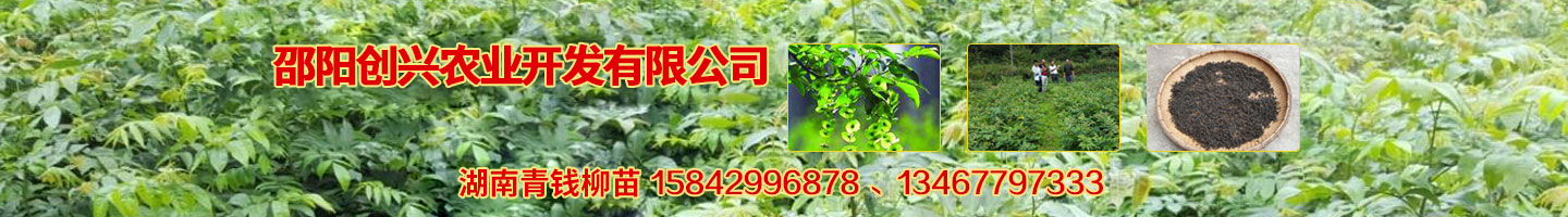开云（中国）Kaiyun·官方网站 湘蕾金银花苗 优质猕猴桃苗 猕猴桃苗批发价格 湖南金银花苗 